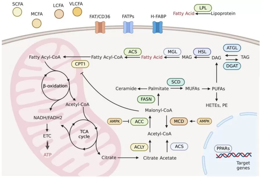 The diagram of fatty acid metabolism (Li and Bi, 2023)